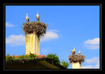 Le Cicogne di Fagagna