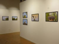 Le Cicogne di Fagagna